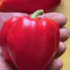 Pepper, Sweet Bell (Capsicum annuum), packet of 20 seeds, organic - Image 3