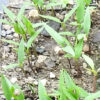 Pepper, Cayenne, Official (Capsicum frutescens) seeds, organic - Image 2
