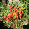 Pepper, Hot Paper Lantern Habanero (Capsicum chinense), packet of 20 seeds, organic