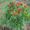 Pepper, Thai Volcano (Capsicum frutescens) seeds, organic