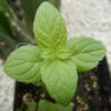 Mint, Peppermint (Mentha piperita), packet of 100 seeds