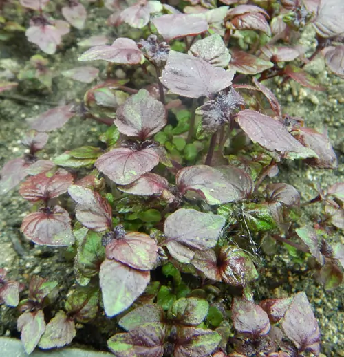 Shiso, Purple (Perilla frutescens) seeds, organic - Image 7