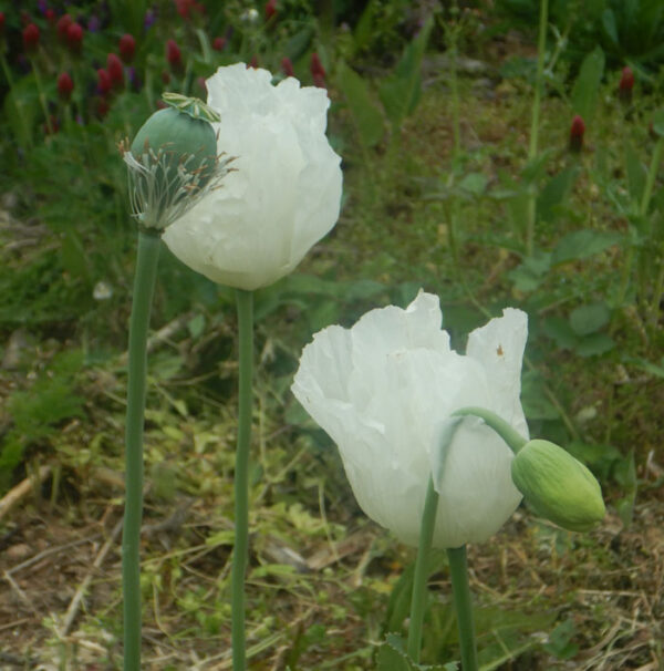 Poppy, Peshawar (Papaver somniferum var. album) seeds, organic