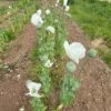 Poppy, Peshawar (Papaver somniferum var. album) seeds, organic - Image 13
