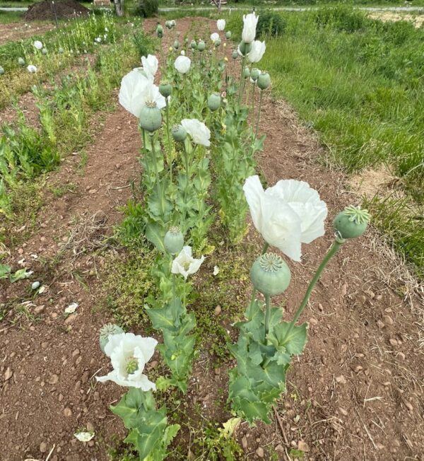 Poppy, Peshawar (Papaver somniferum var. album) seeds, organic - Image 13