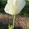 Poppy, Peshawar (Papaver somniferum var. album) seeds, organic - Image 12