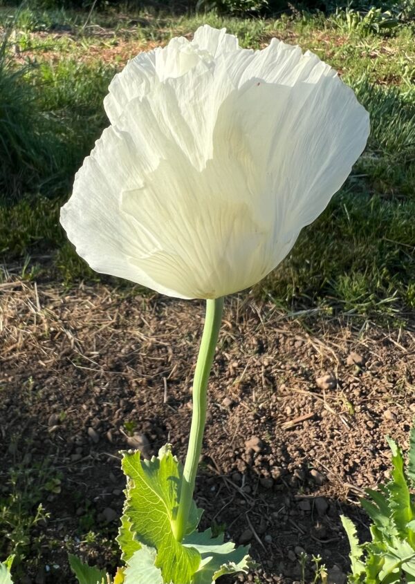 Poppy, Peshawar (Papaver somniferum var. album) seeds, organic - Image 12
