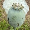 Poppy, Peshawar (Papaver somniferum var. album) seeds, organic
