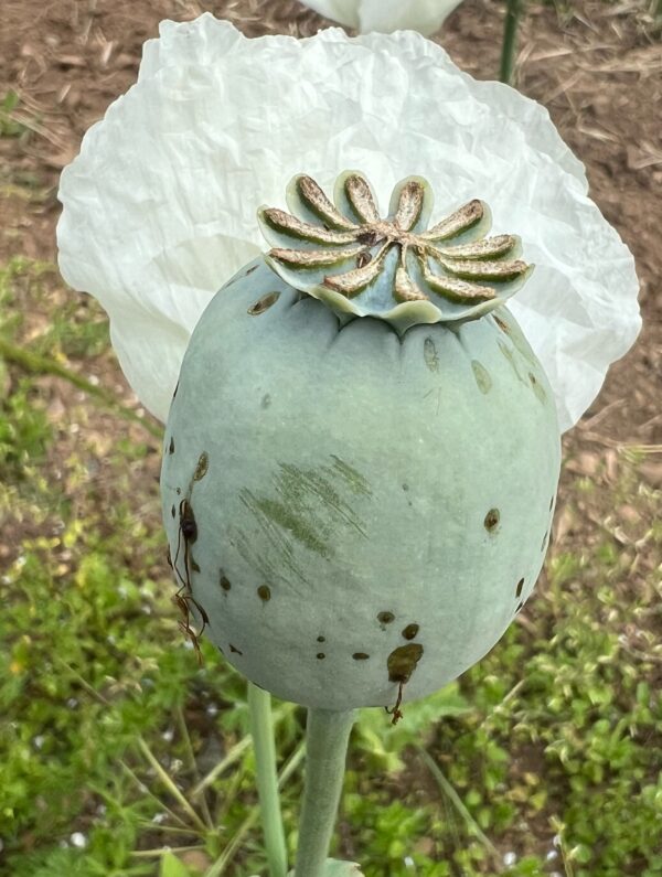 Poppy, Peshawar (Papaver somniferum var. album) seeds, organic