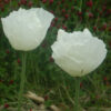 Poppy, Peshawar (Papaver somniferum var. album) seeds, organic - Image 9