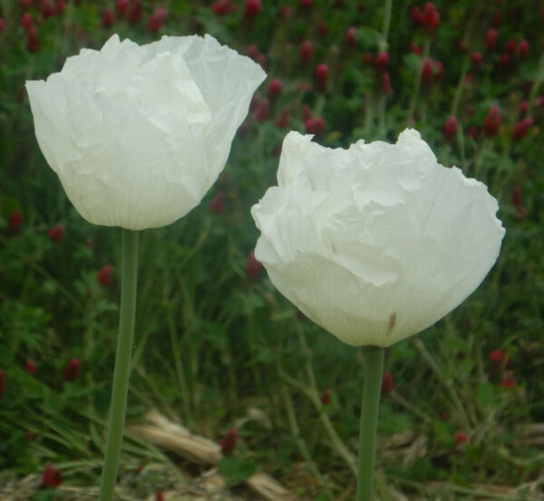 Poppy, Peshawar (Papaver somniferum var. album) seeds, organic - Image 9