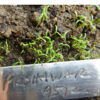 Poppy, Peshawar (Papaver somniferum var. album) seeds, organic - Image 5
