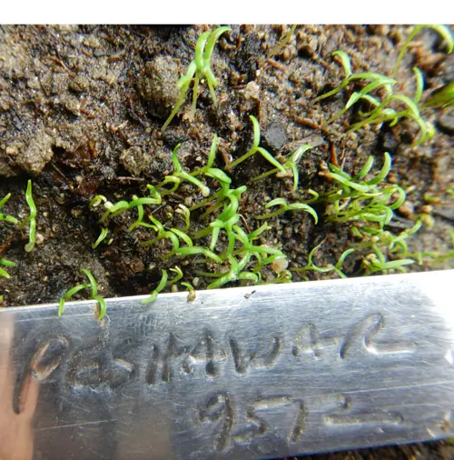 Poppy, Peshawar (Papaver somniferum var. album) seeds, organic - Image 5