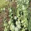 Poppy, Peshawar (Papaver somniferum var. album) seeds, organic - Image 15