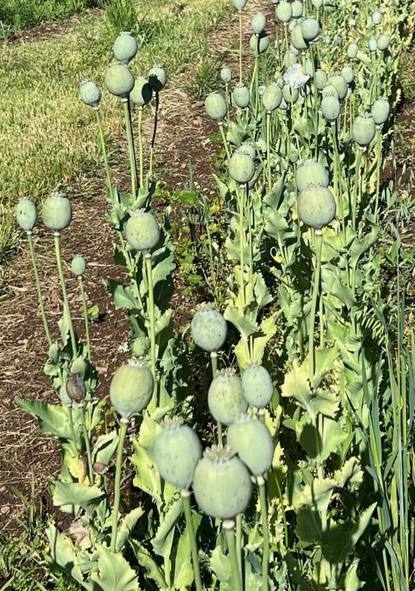 Poppy, Peshawar (Papaver somniferum var. album) seeds, organic - Image 15