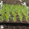 Poppy, Peshawar (Papaver somniferum var. album) seeds, organic - Image 2