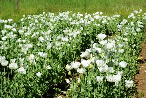 Poppy, Peshawar (Papaver somniferum var. album) seeds, organic - Image 6
