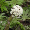 Petasites (Petasites palmatus), potted plant, organic
