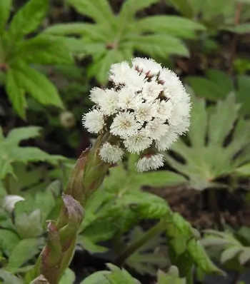 Petasites Live Root (Petasites palmatus) - Image 2