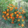 Marigold Set (4 seed packets): Marigolds--African Tururu, Desert, French Petite and Mexican Marigold - Image 6