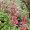 Sage, Pitcher (Salvia spathacea) seeds, organic - Image 4