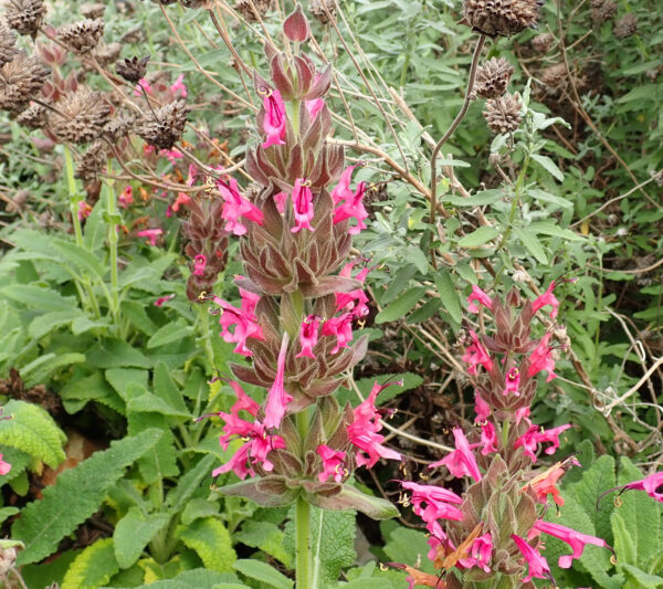 Sage, Pitcher (Salvia spathacea) seeds, organic - Image 4