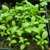 Plantain, Che-qian (Plantago asiatica), packet of 50 seeds, organic - Image 2