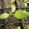 Plantain, Che-qian (Plantago asiatica), packet of 50 seeds, organic - Image 3