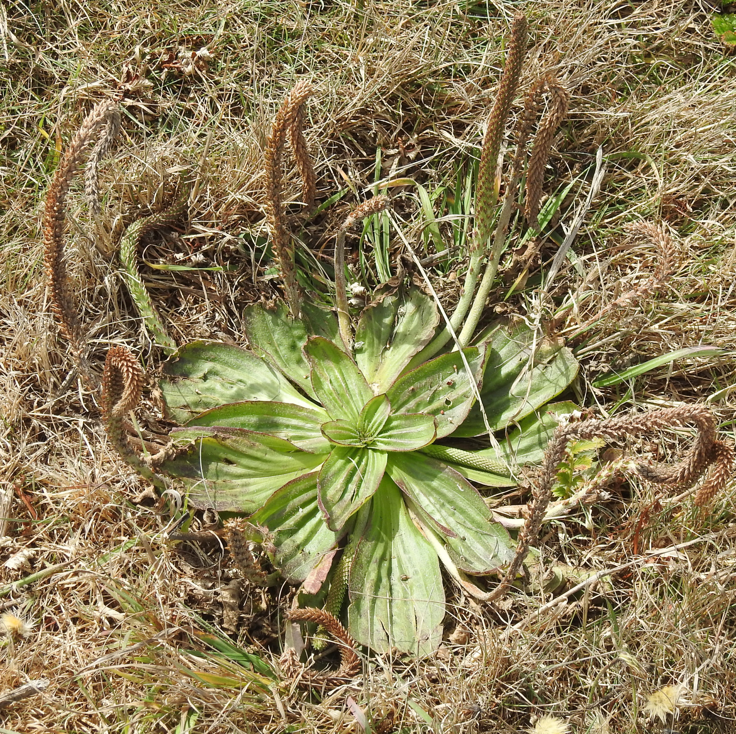 Plantain, Tall Coast (Plantago subnuda), packet of 50 seeds, Organic