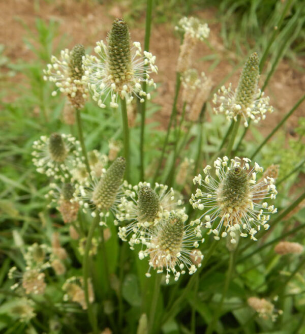 Plantain, Narrow-leaved (Plantago lanceolata) seeds, organic (not available to IN)