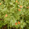 Pimpernel, Scarlet (Anagallis arvensis), packet of 100 seeds, Organic