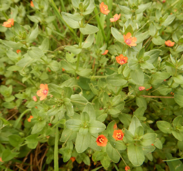 Pimpernel, Scarlet (Anagallis arvensis), packet of 100 seeds, Organic