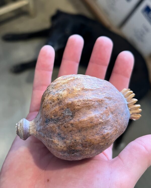 Poppy, Giant Pod (Papaver somniferum) seeds