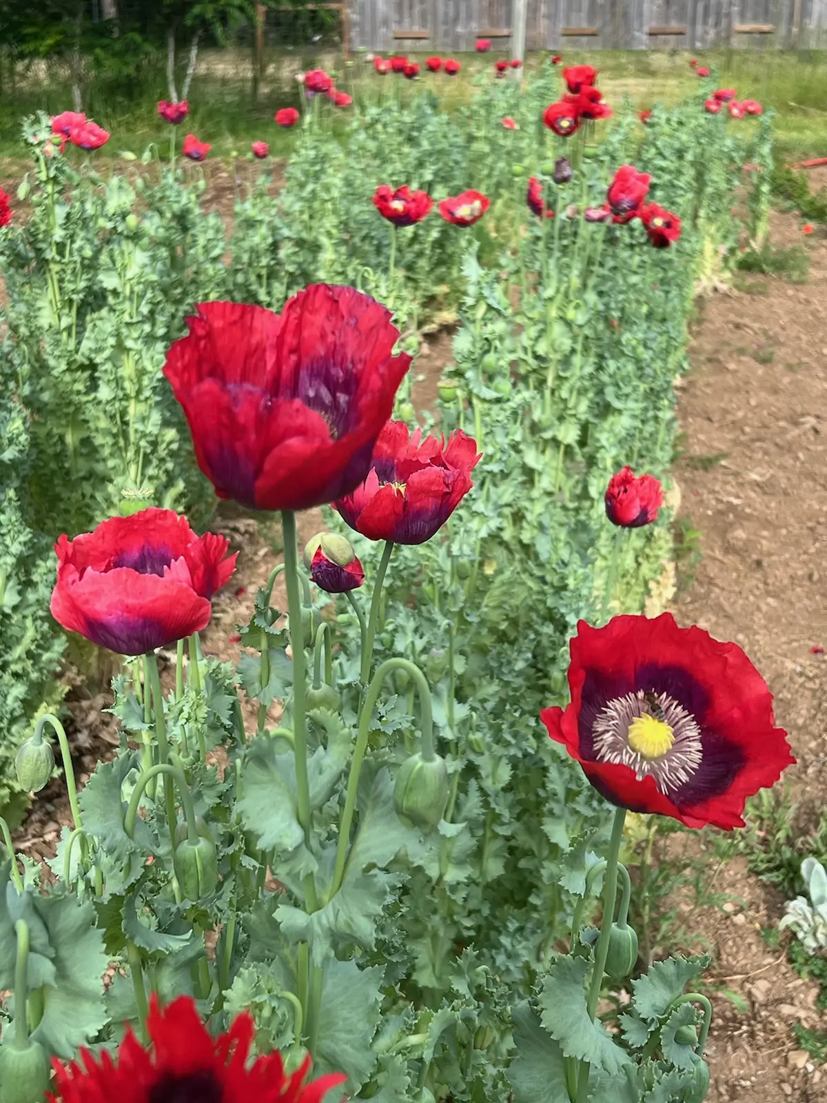 Poppy, Turkish Red (Papaver somniferum) seeds, Organic