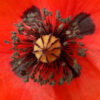 Poppy, Flanders (Papaver rhoeas) seeds, Organic - Image 2