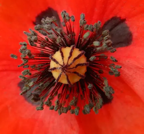 Poppy, Flanders (Papaver rhoeas) seeds, Organic - Image 2