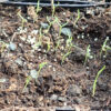 Poppy, Peshawar (Papaver somniferum var. album) seeds, organic - Image 4