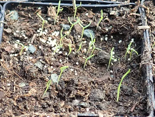 Poppy, Peshawar (Papaver somniferum var. album) seeds, organic - Image 4