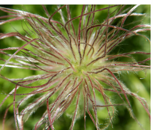 Pulsatilla, Official (Anemone pulsatilla) seeds, organic - Image 6