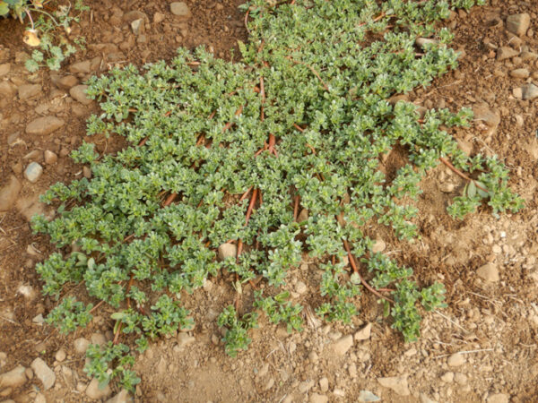 Purslane, Common (Portulaca oleracea), packet of 100 seeds, organic - Image 2