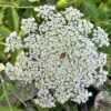 Queen Anne's Lace (Daucus carota) seeds, Organic [WA no] - Image 7
