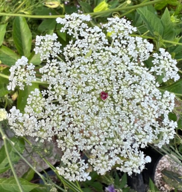 Queen Anne's Lace (Daucus carota) seeds, Organic [WA no] - Image 7