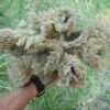 Queen Anne's Lace (Daucus carota) seeds, Organic [WA no]