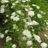 Queen Anne's Lace (Daucus carota) seeds, Organic [WA no] - Image 2