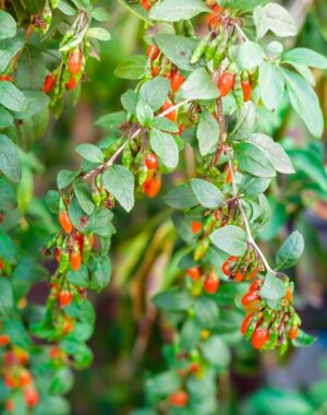 Red Goji (Lycium barbarum) Shrub
