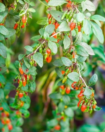 Red Goji (Lycium barbarum) Shrub