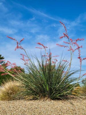 Red Yucca (Hesperaloe parviflora) Plants Flowering