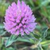 Clover, Red (Trifolium pratense) seed, organic
