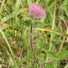 Clover, Red (Trifolium pratense) seed, organic - Image 4