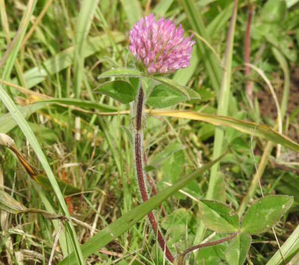 Clover, Red (Trifolium pratense) seed, organic - Image 4